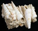 Beautiful Fossil Turritella Cluster - France #10321-2